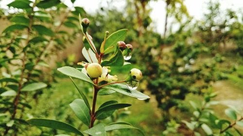 Close-up of plant against blurred background