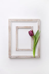 High angle view of purple flower on white background