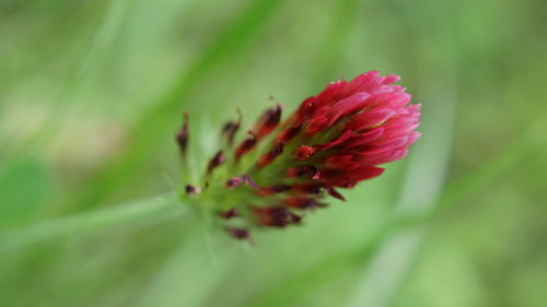 Close-up of purple flower