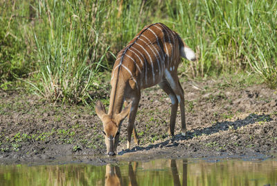 Side view of deer in forest