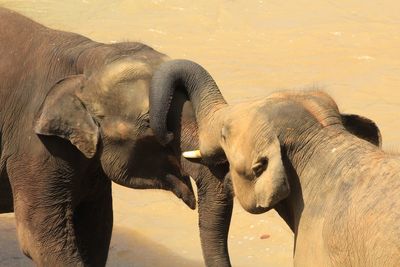 Elephant in water