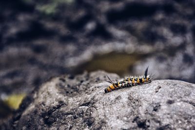 Close-up of caterpillar on rock