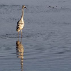 Heron on the lake