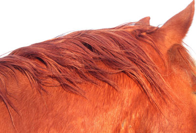 Cropped image of horse