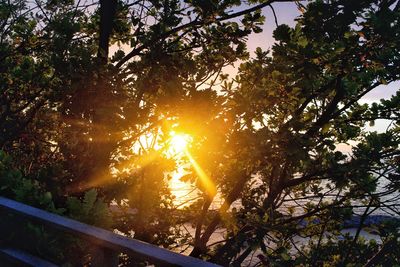 Low angle view of trees against sky during sunset