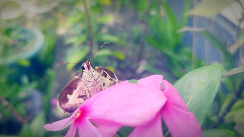 Close-up of insect on flower