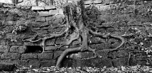 Close-up of tree trunk on wall