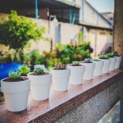 Close-up of potted plant against building