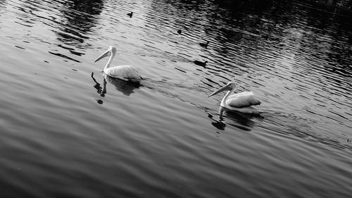 High angle view of swans swimming in lake