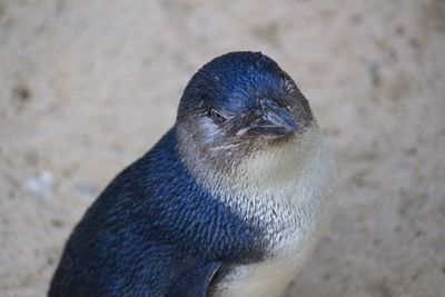 High angle view of penguin on land