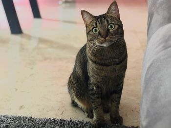 Portrait of tabby cat