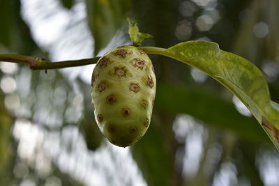 Close-up of apple on plant