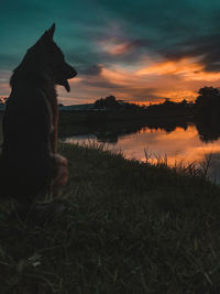 Dog looking at lake against sky during sunset