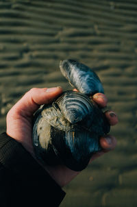 Close-up of hand holding seashells