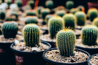 Close-up of potted succulent plants