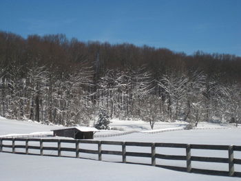 Trees on snow covered field against sky