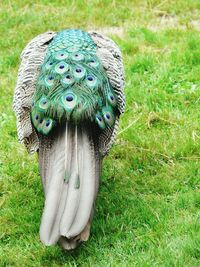 Close-up of peacock on grass