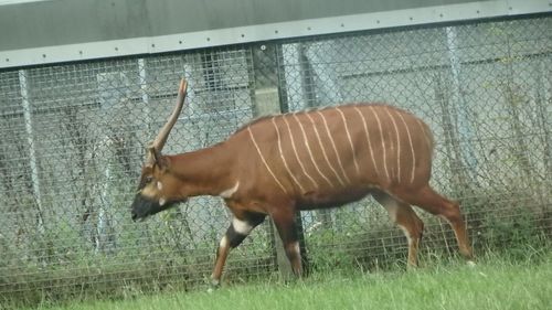 Side view of a horse