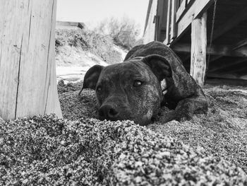 Dog resting on sand by pier at beach