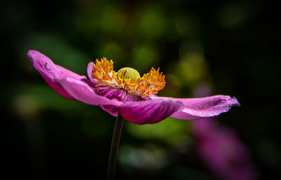 Close-up of purple flowering plant