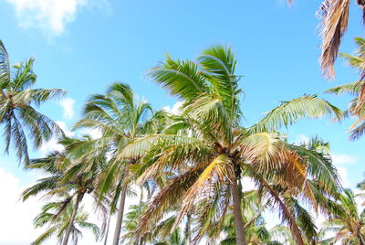 Low angle view of palm trees against sky