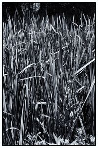 Close-up of plants on field