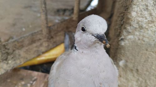 Close-up of a bird