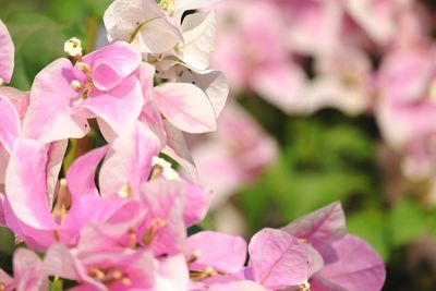 Close-up of pink bougainvillea flowers