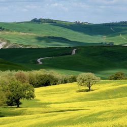 Scenic view of agricultural field against sky