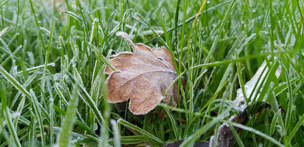 Close-up of fresh green grass on field