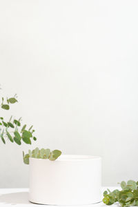 Close-up of potted plant against white background