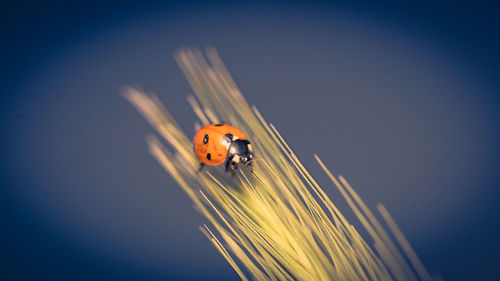 Close-up of ladybug on plant