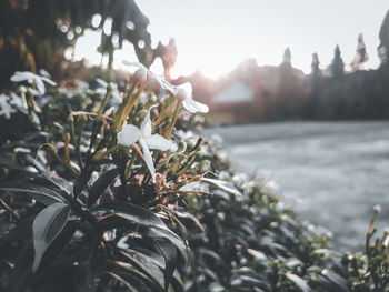 Close-up of plant against sky during winter