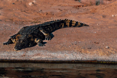 View of crocodile in the sea