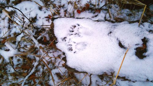 High angle view of snow covered trees on field