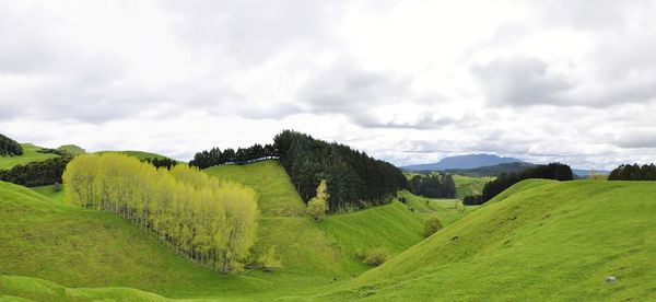 Scenic view of agricultural field against sky