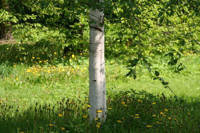 Close-up of tree trunk in forest