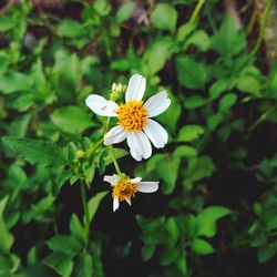 Close-up of white flowering plant