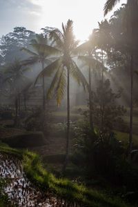 Trees in forest against sky