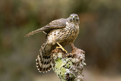 Close-up of owl perching on tree