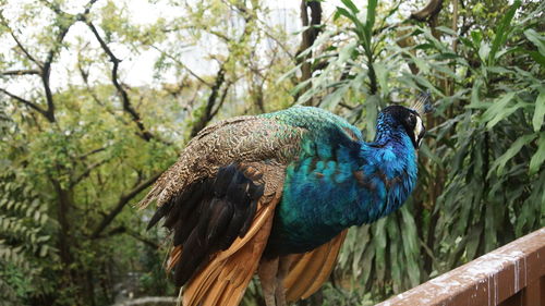Close-up of peacock perching on branch