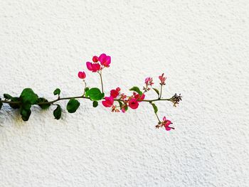 Close-up of pink flowering plant against wall