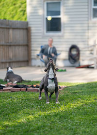 Close up of a pitbull puppy looking up waiting for her tennis ball