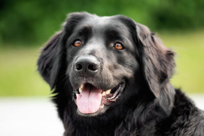 Close-up portrait of dog