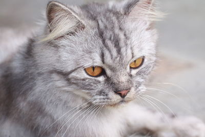 Close-up portrait of a cat