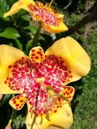 Close-up of yellow flowers blooming outdoors