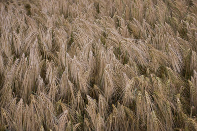 Full frame shot of wheat field