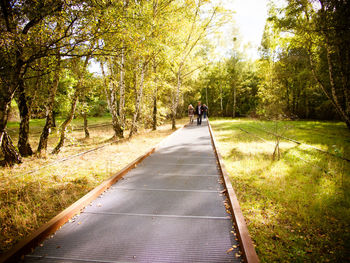 Road passing through forest