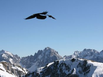 Low angle view of bird flying over mountains against clear sky