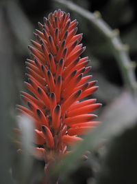 Close-up of succulent plant